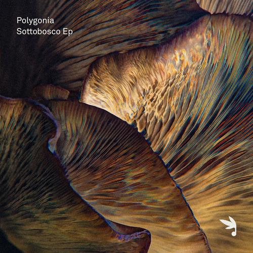 Sottobosco Ep [EPHT001]